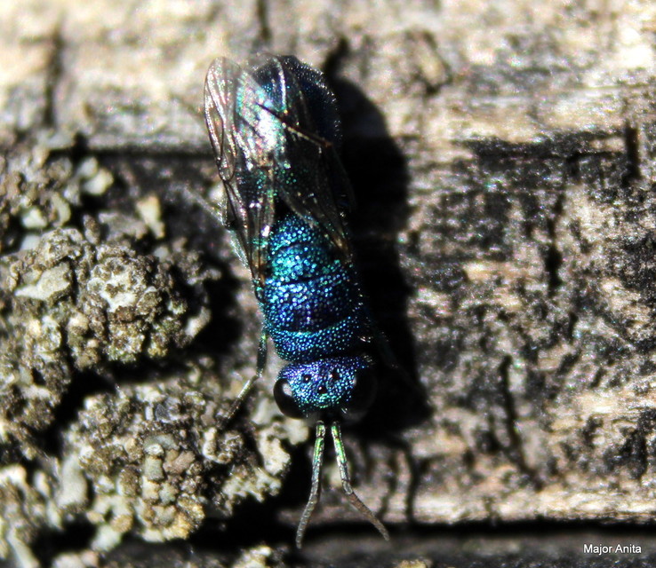 Trichrysis cyanea