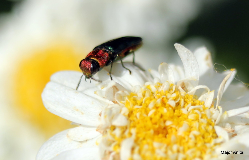 Anthaxia nitidula - ragyogó virágdíszbogár