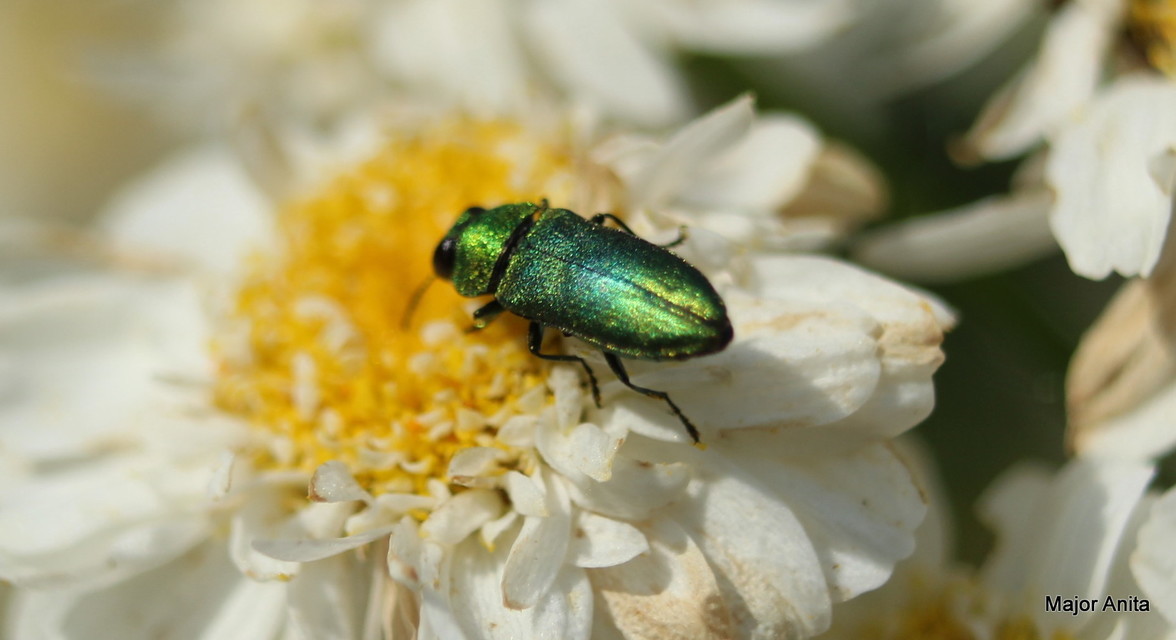 Anthaxia nitidula - ragyogó virágdíszbogár