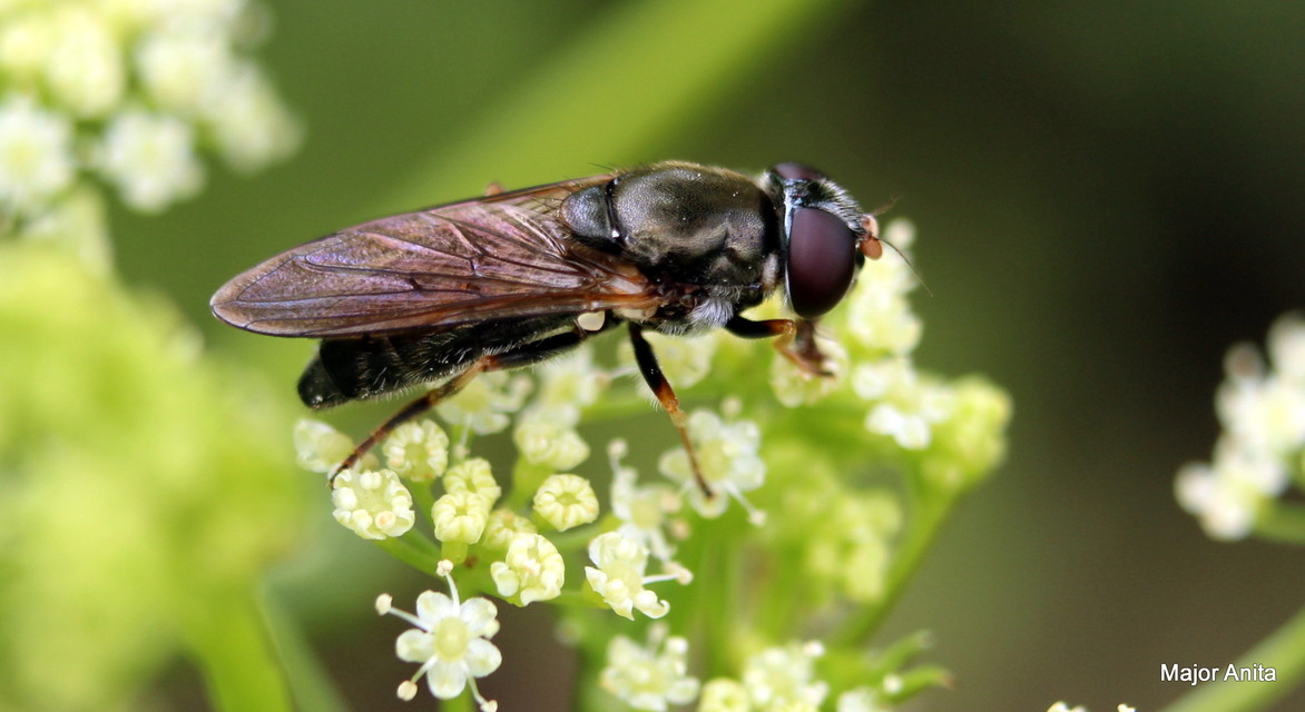 Cheilosia