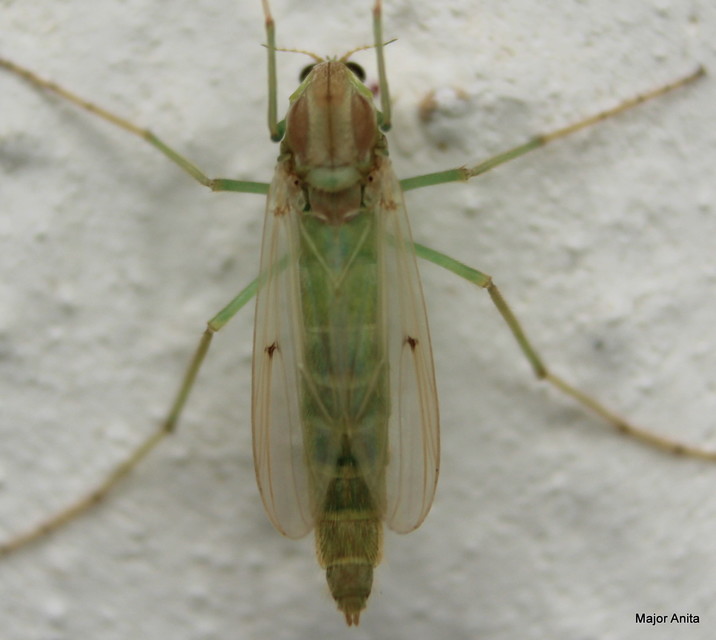 Chironomidae - árvaszúnyogok