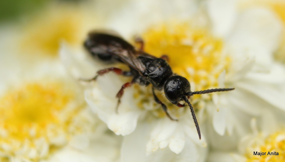 Tiphia