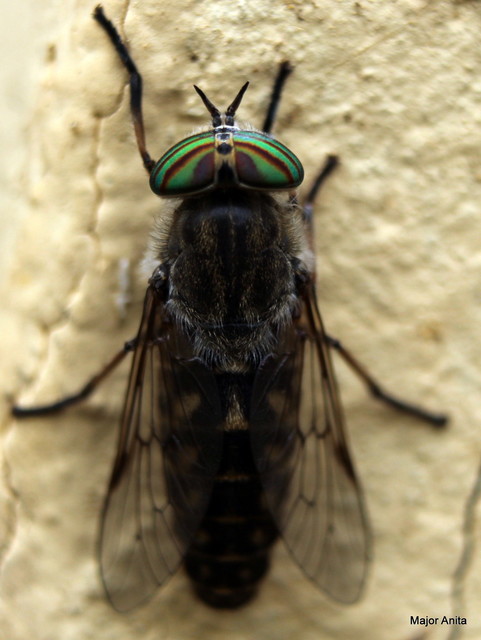 Tabanidae - böglyök