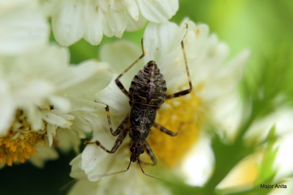 Himacerus