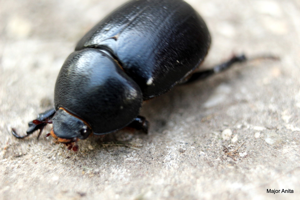 Pentodon idiota - butabogár