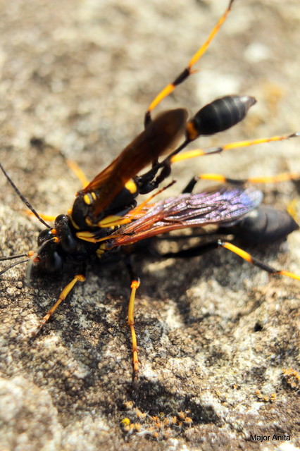 Sceliphron caementarium - feketenyelű lopódarázs