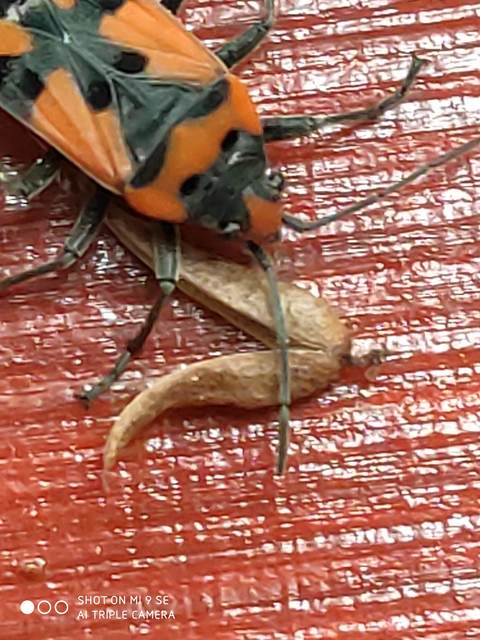 Lygaeus equestris - közönséges lovagbodobács