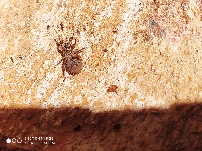 Cathormiocerus aristatus - szálkás éjiormányos