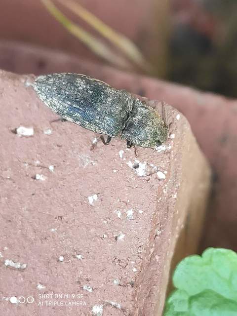 Agrypnus murinus - egérszínű pikkelyespattanó