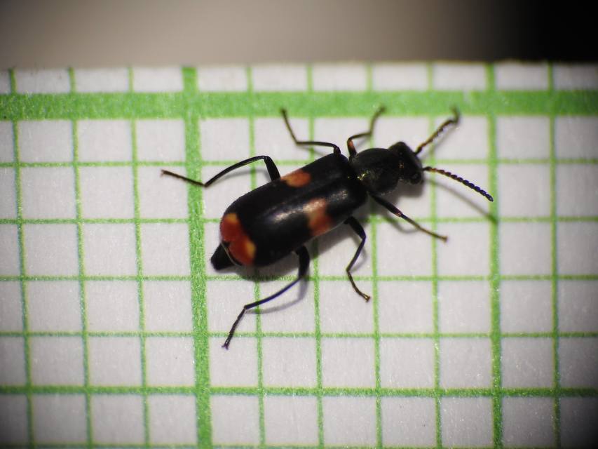 Anthocomus fasciatus - sárgaszalagos bibircsesbogár
