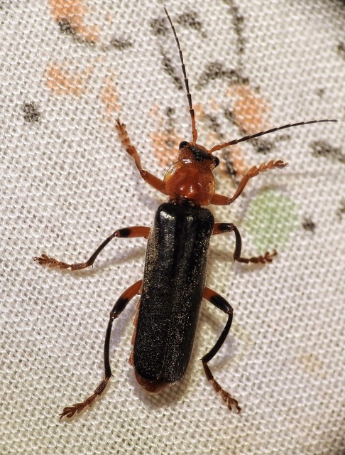 Cantharis livida - mezei lágybogár