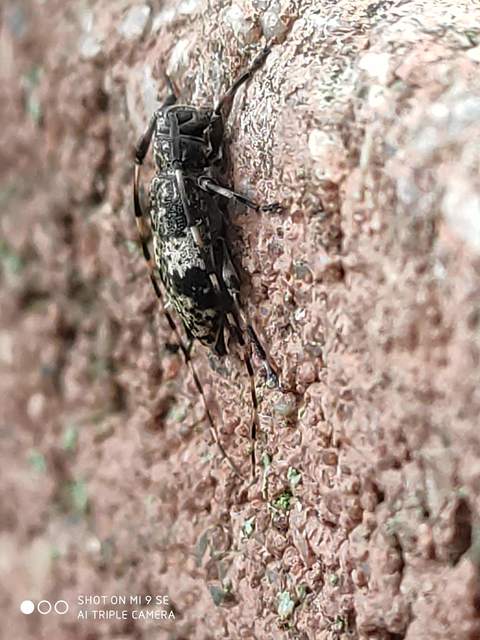 Leiopus nebulosus - öves gesztcincér