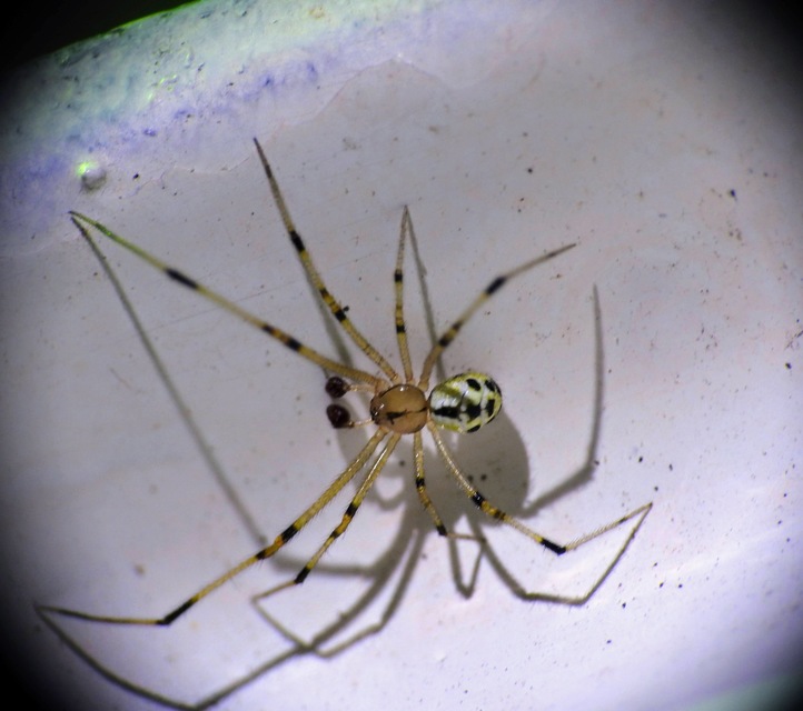 Heterotheridion nigrovariegatum - fehér törpepók
