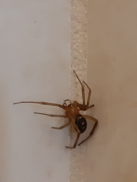 Steatoda grossa - nagy faggyúpók