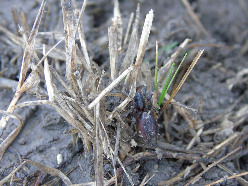 Alopecosa striatipes/mariae
