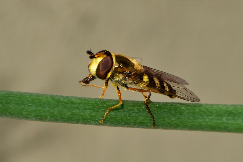 Eupeodes corollae - gyakori mezeilégy
