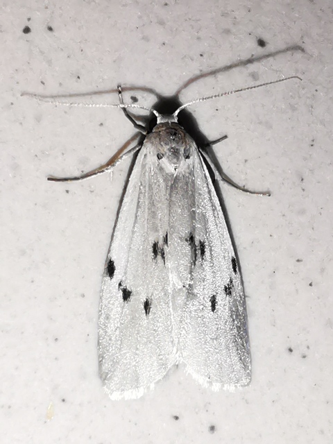 Pelosia muscerda - hamvas zuzmószövő