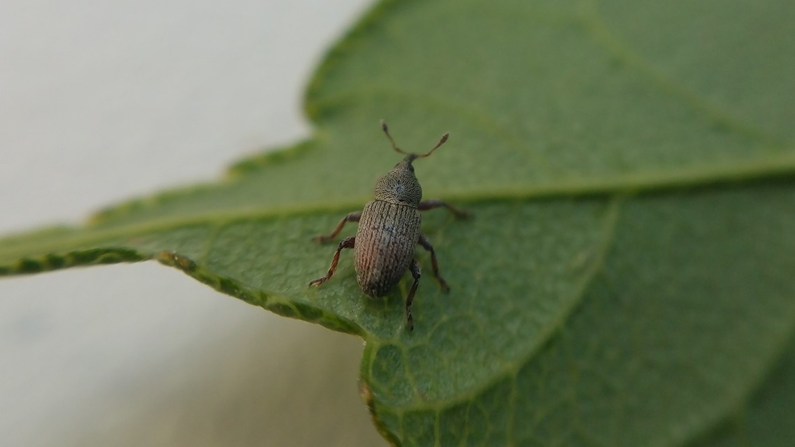 Tychius picirostris - szurkosorrú tímárormányos