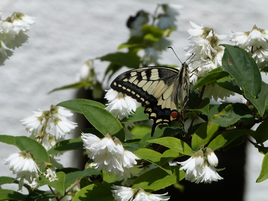 Papilio machaon - fecskefarkú lepke