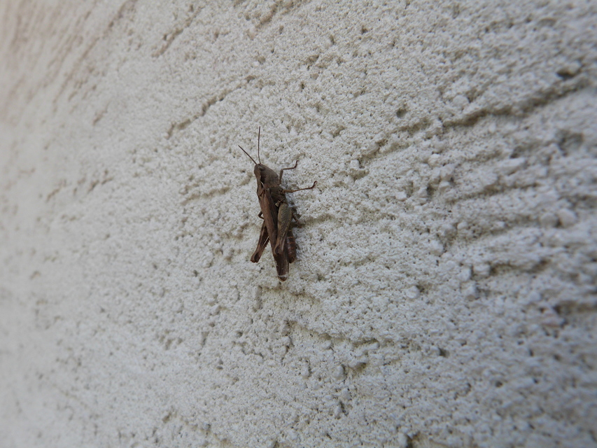 Chorthippus (Glyptobothrus) (subgenus)