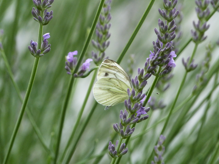 Pieris napi - repcelepke