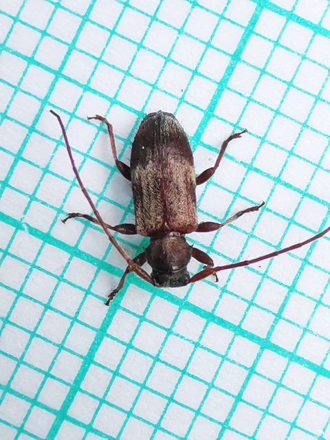 Exocentrus lusitanus - hársfa-rőzsecincér