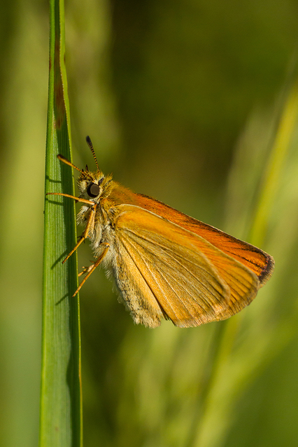 Thymelicus lineola - vonalas busalepke