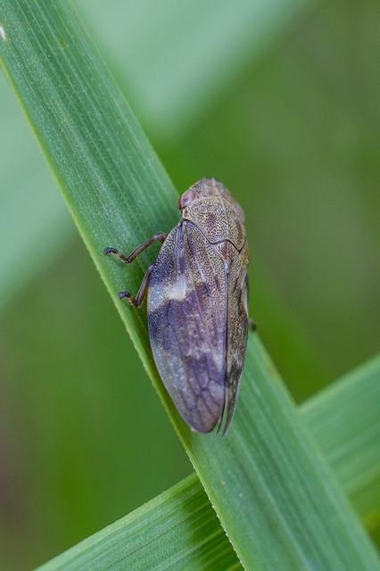 Aphrophora alni