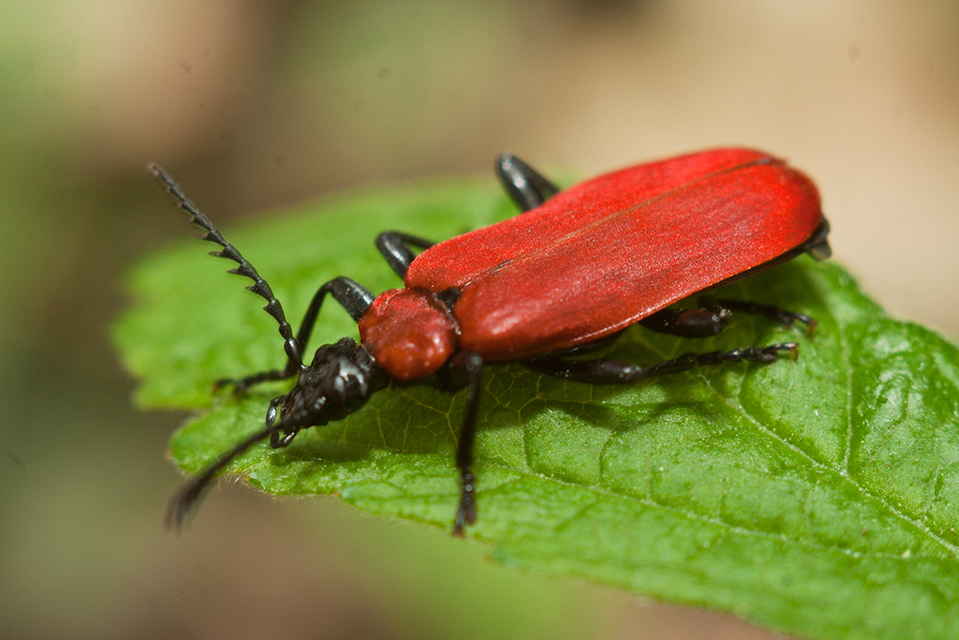 Pyrochroa coccinea - nagy bíborbogár