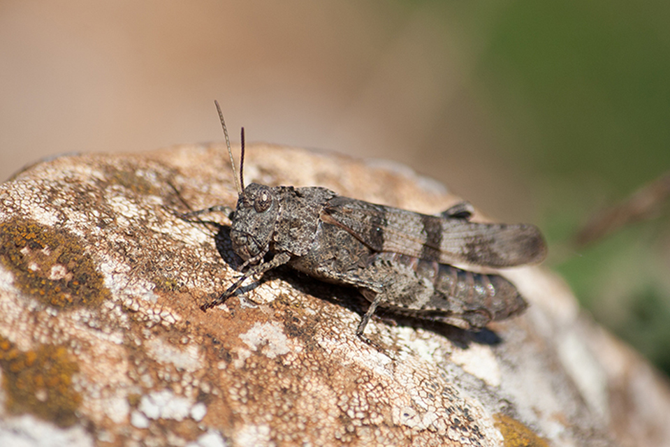 Oedipoda caerulescens - kékszárnyú sáska