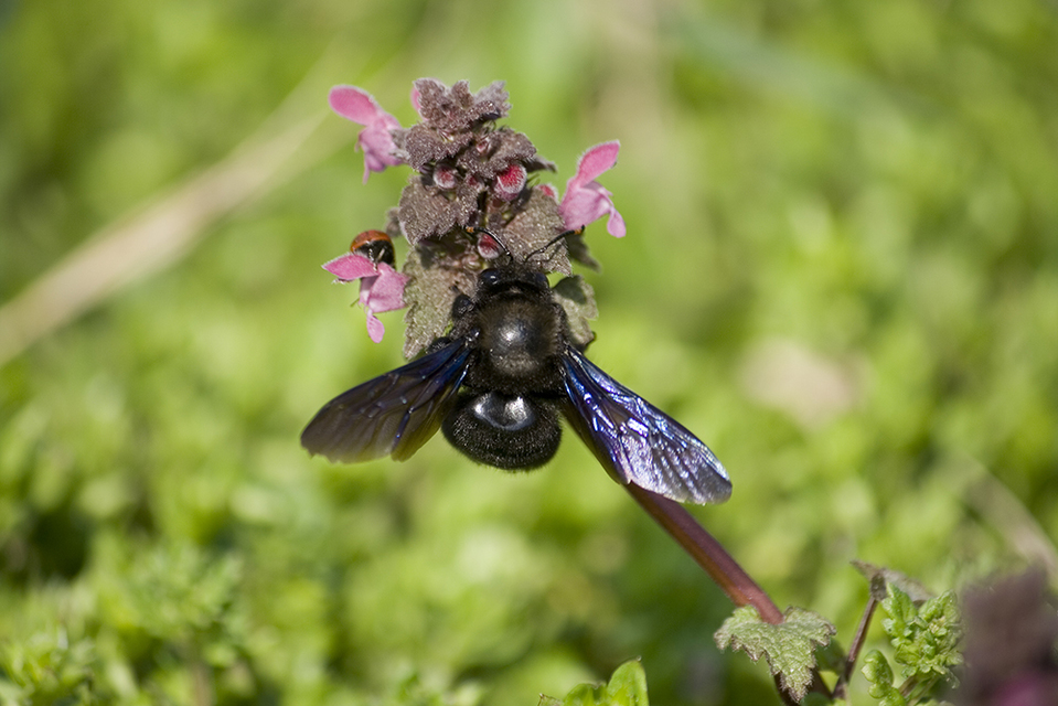 Xylocopa violacea - kék fadongó