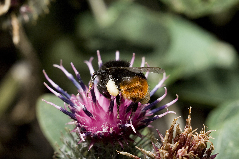 Bombus lapidarius - kövi poszméh