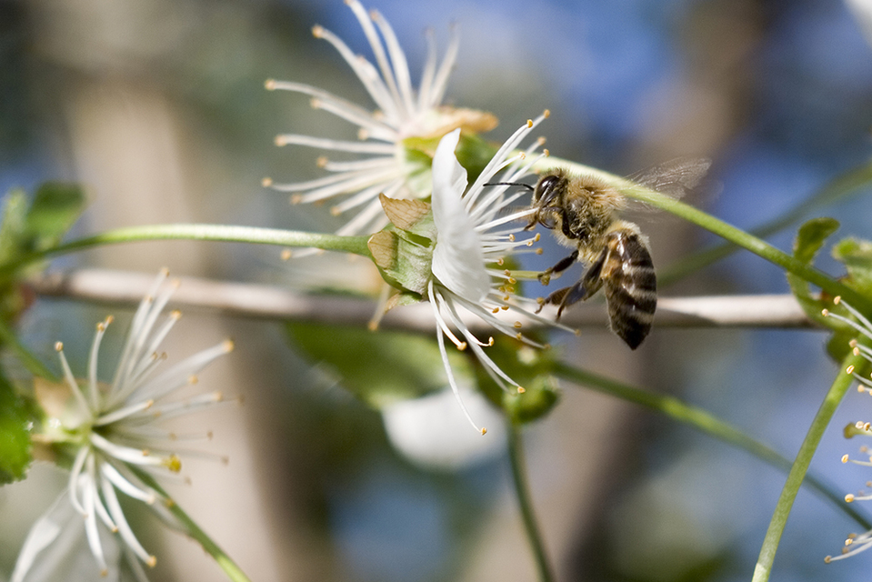 Apis mellifera - háziméh