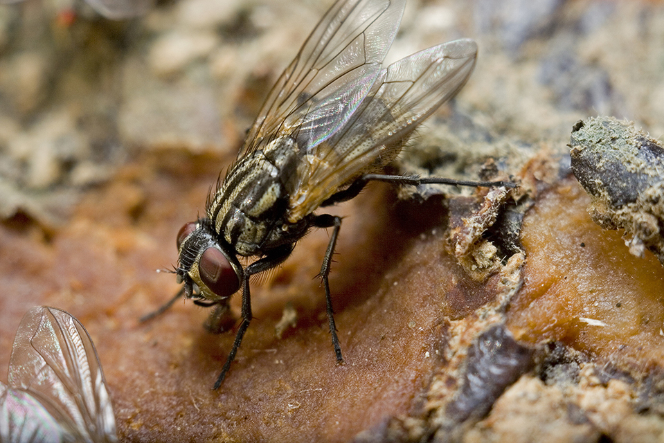 Musca domestica - házi légy