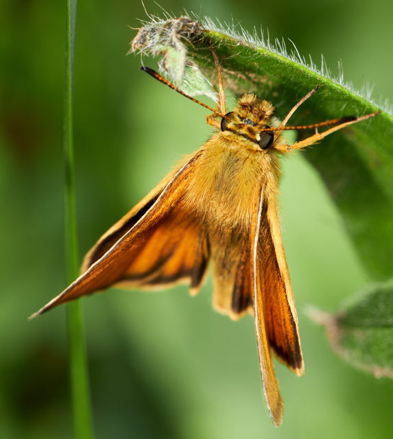 Thymelicus lineola - vonalas busalepke
