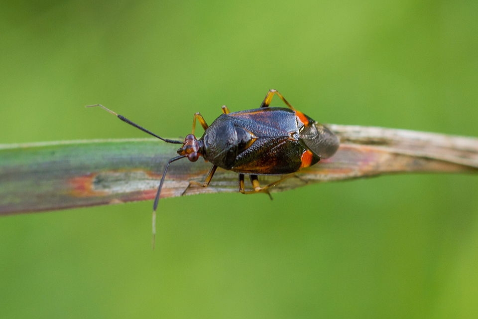 Deraeocoris ruber - vöröses mezeipoloska