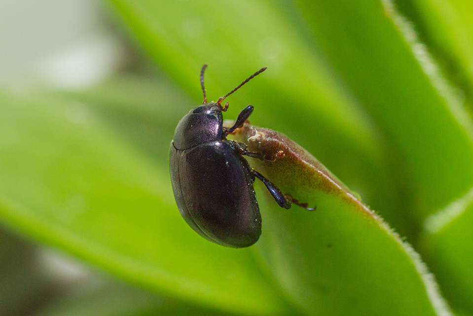Chrysolina sturmi - vöröslábú levelész