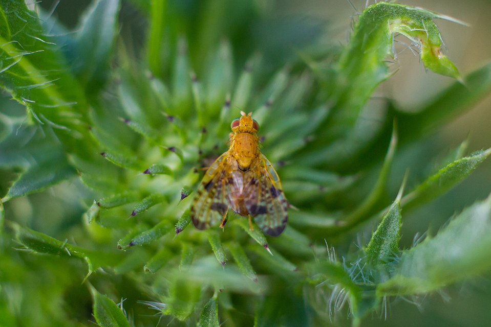 Xyphosia miliaria