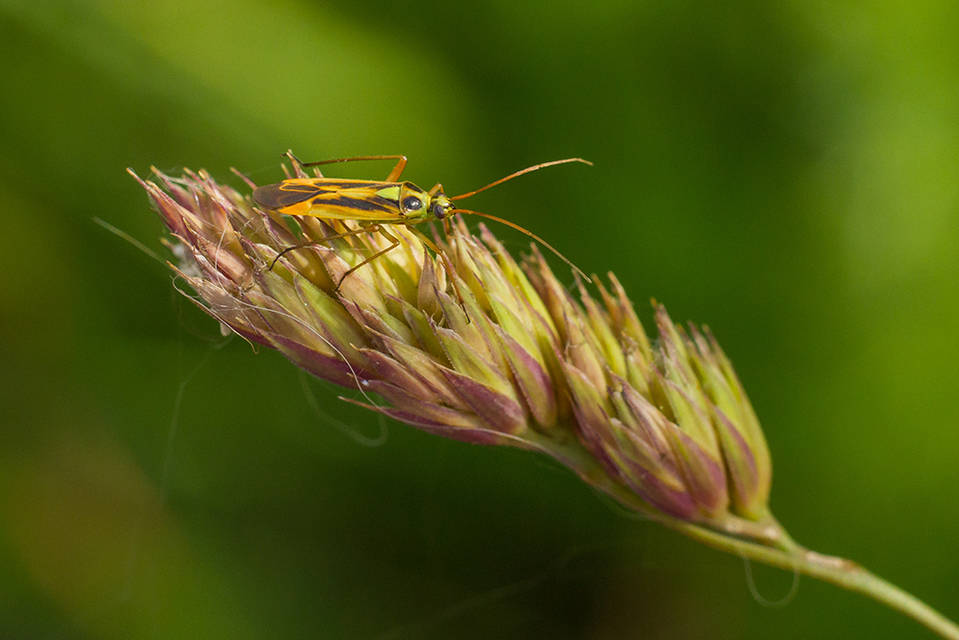 Stenotus binotatus - kétfoltos mezeipoloska