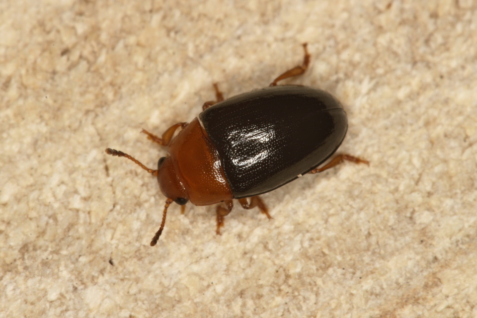 Triplax rufipes - feketehasú tarbogár