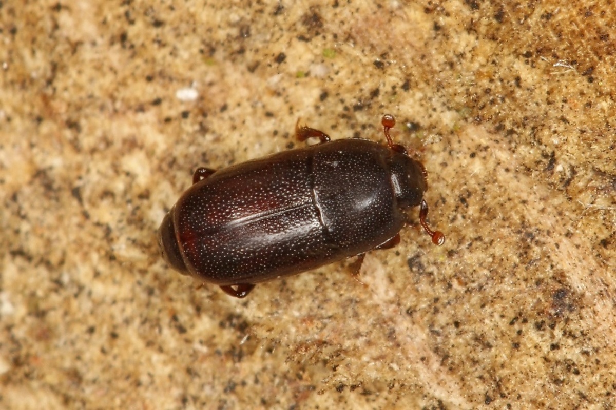 Paromalus parallelepipedus - fenyves-kéregsutabogár