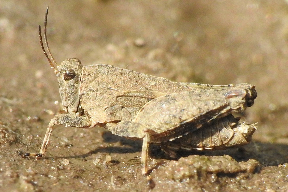 Tetrix tenuicornis - vékonycsápú tövishátúsáska