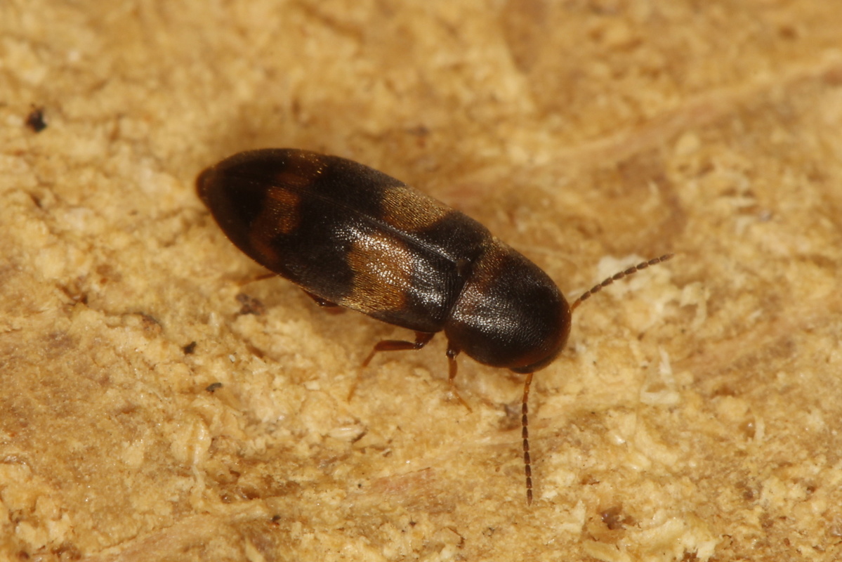 Abdera quadrifasciata - négysávos komorka