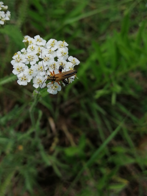 Oedemera podagrariae - székfű-álcincér
