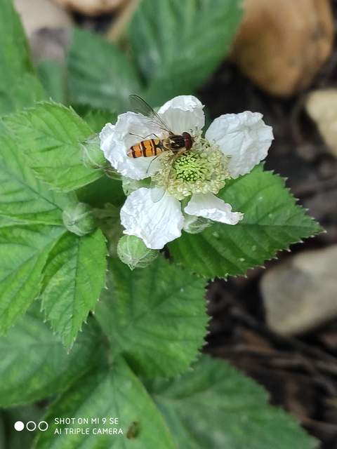 Episyrphus balteatus - ékfoltos zengőlégy