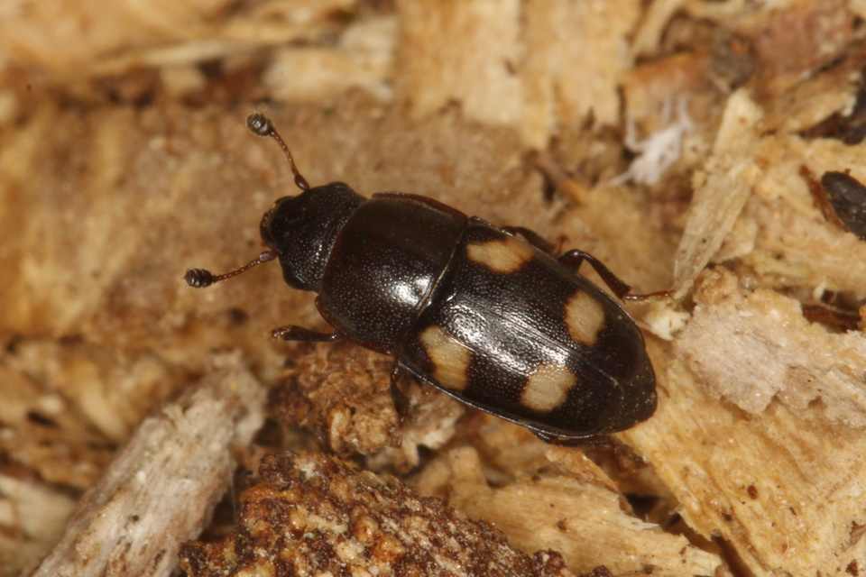 Glischrochilus quadrisignatus - amerikai fénybogár Glischrochilus quadrisignatus - amerikai fénybogár