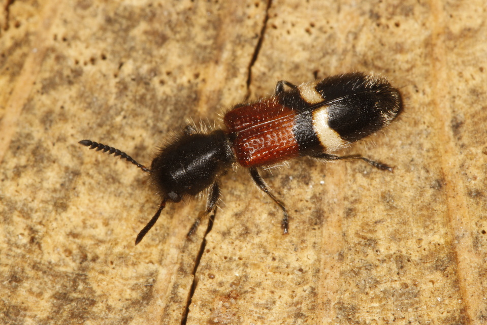 Tilloidea unifasciata - szőlő-szúfarkas