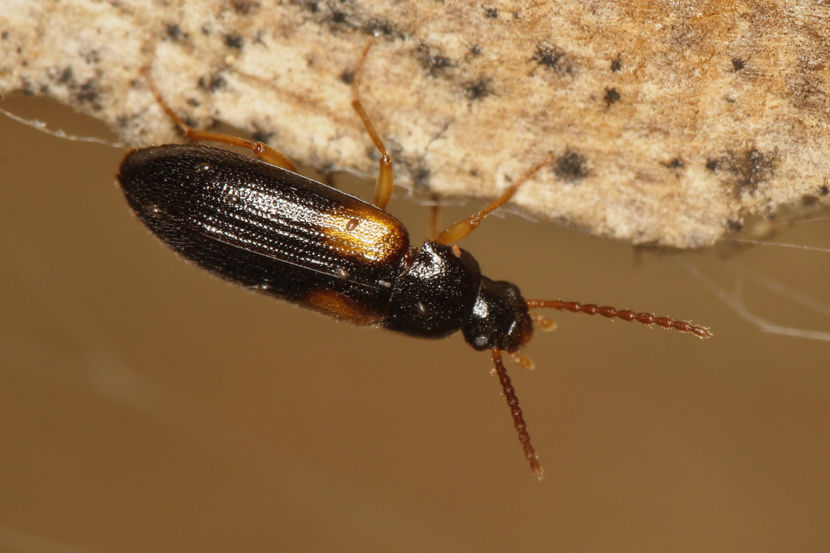 Mycetochara flavipes - sárgalábú taplász