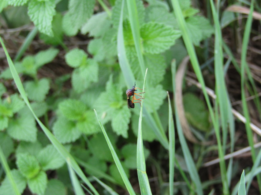 Dioctria rufithorax