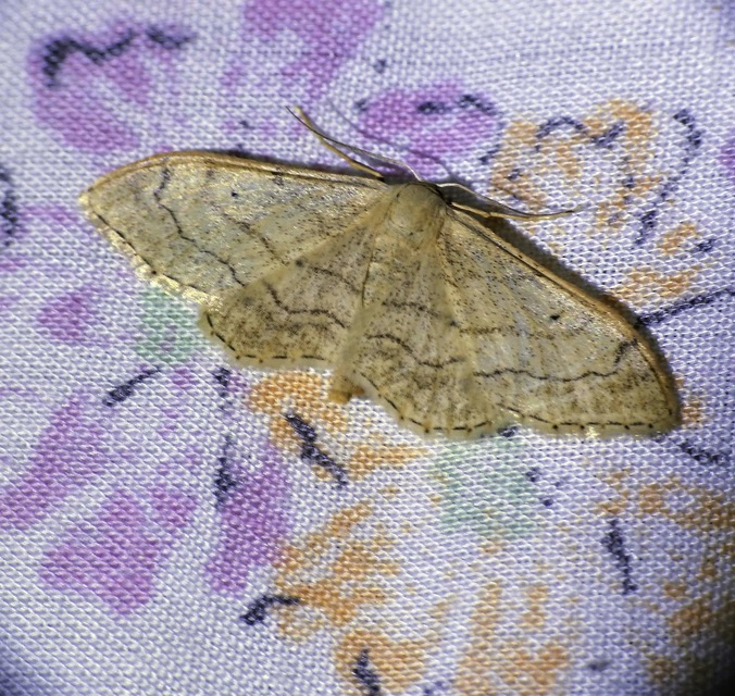 Idaea aversata - nagy sávosaraszoló
